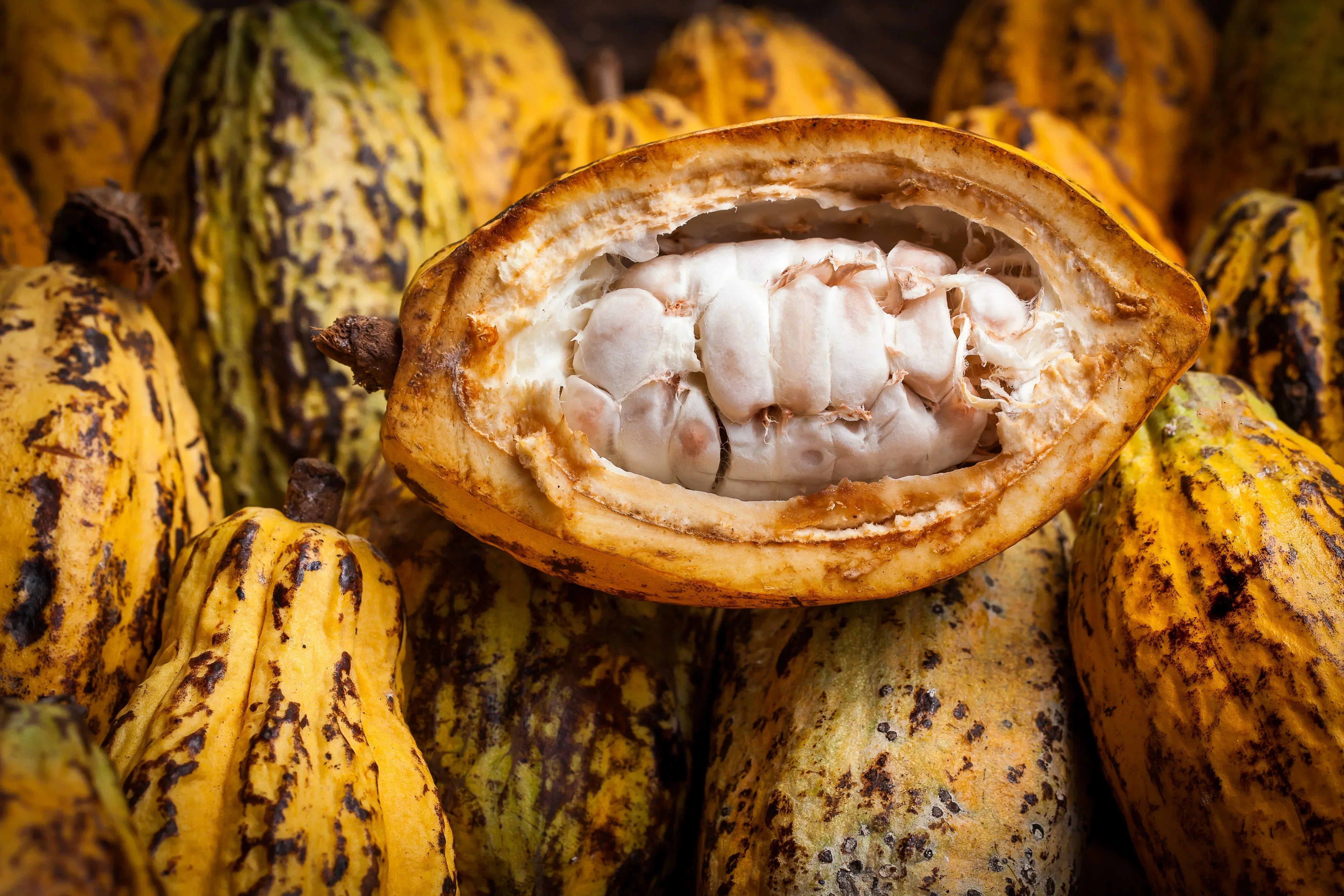 Explosion des prix du cacao