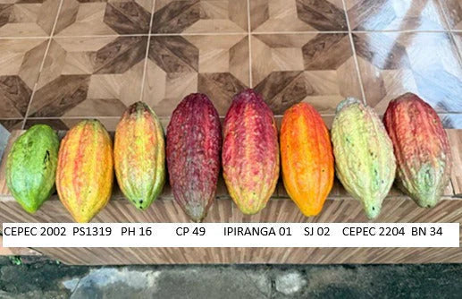 À la découverte des variétés botaniques de cacao de Rondônia